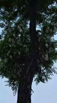 關于重回舊居的詩句