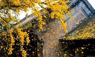 古詩中運用疊字的詩句