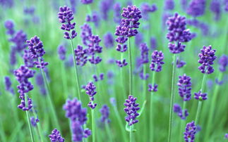 關(guān)于薰衣草的詩(shī)句