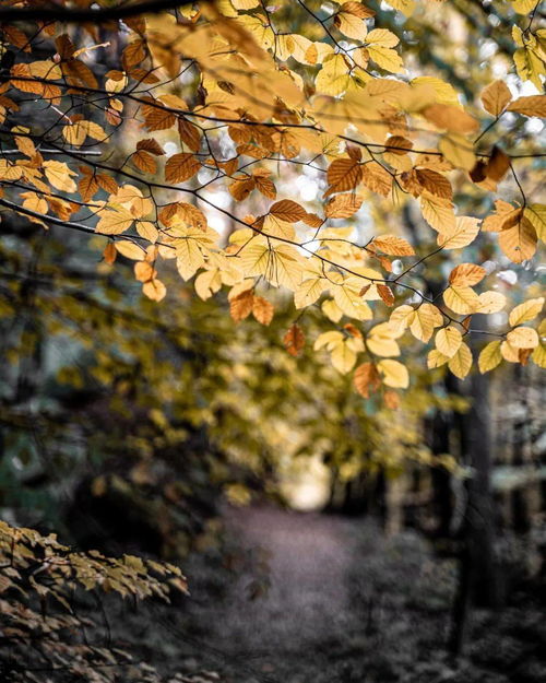 關(guān)于秋雨相關(guān)的古詩(shī)句