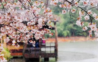 詩經(jīng)里關(guān)于春天的詩句