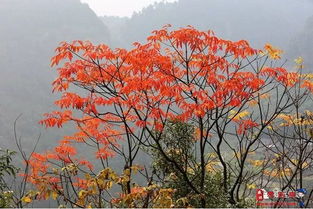 友誼,詩(shī)句,有哪些