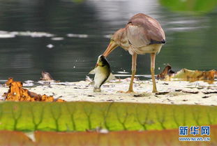 關(guān)于水鳥捕魚的詩句