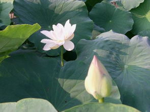 萬里寫的荷花關(guān)于荷花的詩(shī)句