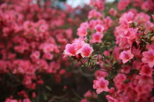 杜鵑,詩句,有名