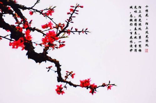 贊美梅花傲骨的古詩(shī)句