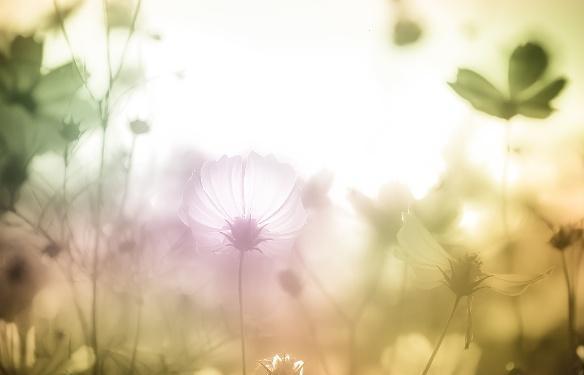 綠春天的詩句古詩