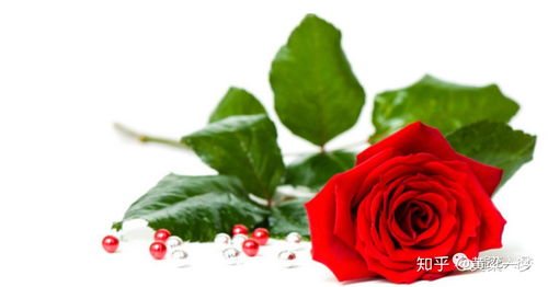 莎士比亞中關于玫瑰的詩句