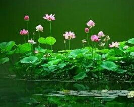 有夏天2個(gè)子的詩(shī)句古詩(shī)大全