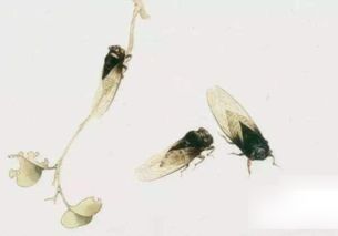 蟬的詩句古詩詞