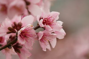 梨花帶雨,詩(shī)句,描寫