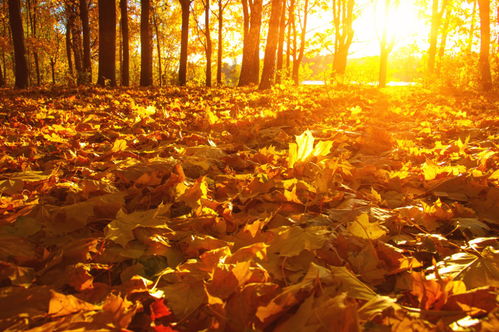 關(guān)于秋天的詩人的詩句