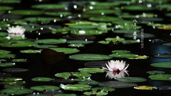 關(guān)于二十四節(jié)氣處暑的詩句