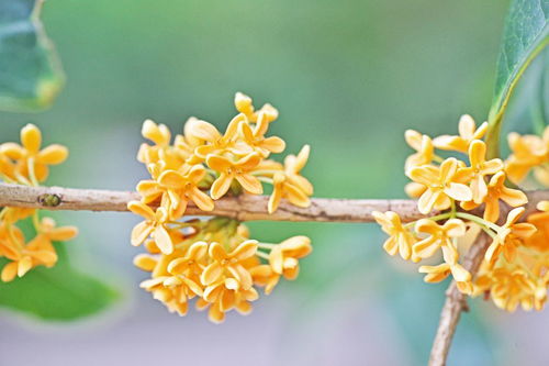 關(guān)于歌頌桂花的詩句