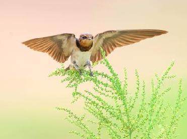 寫春天鳥的詩(shī)句古詩(shī)