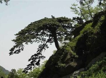 關(guān)于泰山的詩句三級(jí)