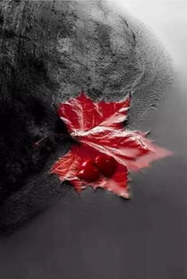 關(guān)于樸素美的詩句