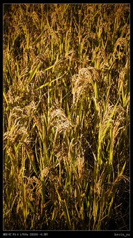 關(guān)于稻谷黃了詩(shī)句