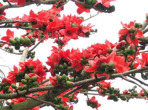 關(guān)于木棉花的詩句有哪些