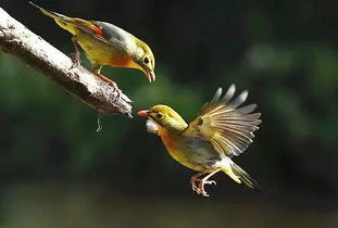 關(guān)于鳥類的古詩句有哪些