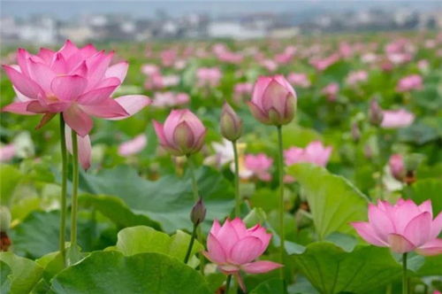 描寫蓮花的詩句古詩,關(guān)于蓮花的詩句古詩唯美,贊美蓮花的詩句古詩