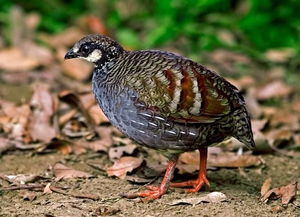 關于鷓鴣的詩句古詩詞