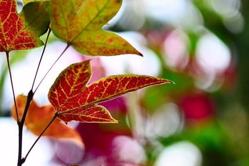 關(guān)于葉的詩句有哪些