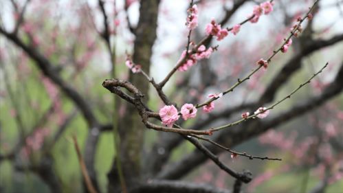 含有雨的古詩(shī)句及出外
