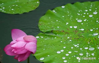 古詩,詩句,大全