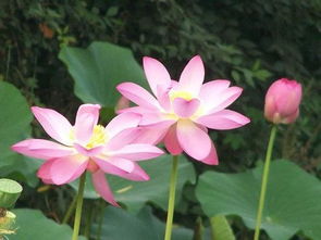 小學(xué)一級荷花的詩句古詩大全