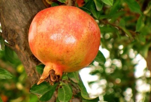 石榴果實的古詩句