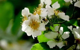 關(guān)于荼蘼花寓意的詩(shī)句