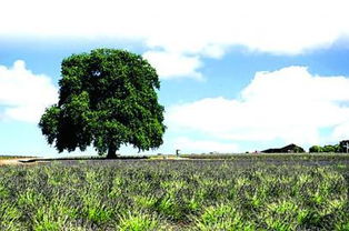 關于春夏秋冬景色的古詩,描寫春夏秋冬的古詩有哪些,描寫春夏秋冬的古詩各一首