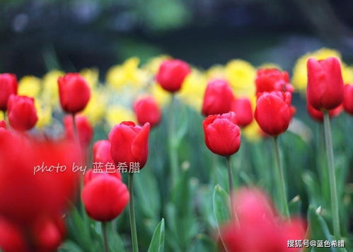 描寫草風(fēng)的詩句古詩