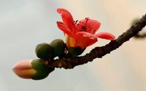 關于8數(shù)字的詩句