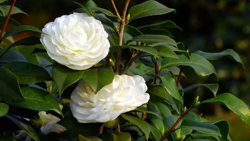 關(guān)于栽花種花的詩(shī)句