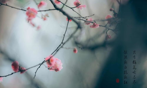 關(guān)于追悔的古詩句