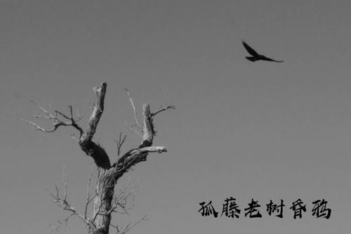 關(guān)于死的詩句