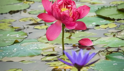 楊萬(wàn)里寫荷花的詩(shī)句,楊萬(wàn)里贊美荷花的詩(shī)句,楊萬(wàn)里關(guān)于荷花的詩(shī)句有哪些