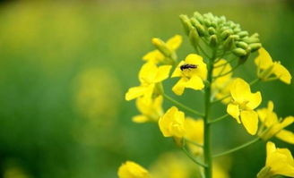 有關(guān)菜花的詩句古詩