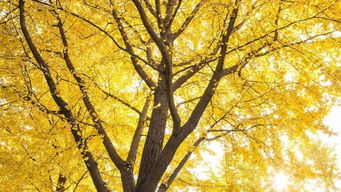 友誼,銀杏,詩句