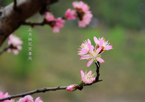 古詩,詩句,桃花