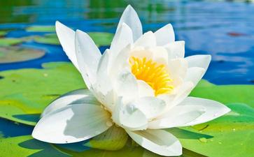 關(guān)于柳樹荷花的古詩句