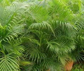 描寫鳳尾竹的詩句,贊美鳳尾竹的詩句,寫鳳尾竹的優(yōu)美詩句