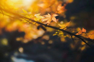 關(guān)于秋風(fēng)的詩句傷感