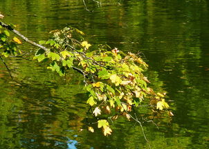 關(guān)于葉子顏色的詩(shī)句