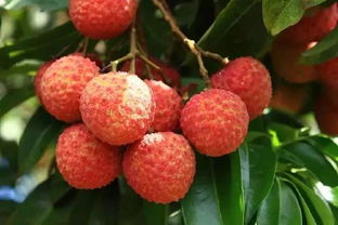 關(guān)于廣東荔枝的詩句