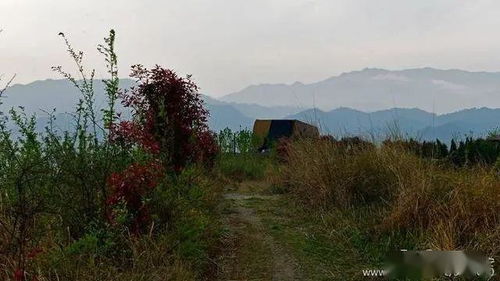描寫春天田園風(fēng)光的詩句,贊美春天田園風(fēng)光的詩句,描寫春天農(nóng)村田園風(fēng)光的詩句
