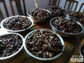 關(guān)于夏至狗肉節(jié)的詩(shī)句