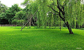 關(guān)于河流柳樹的詩句